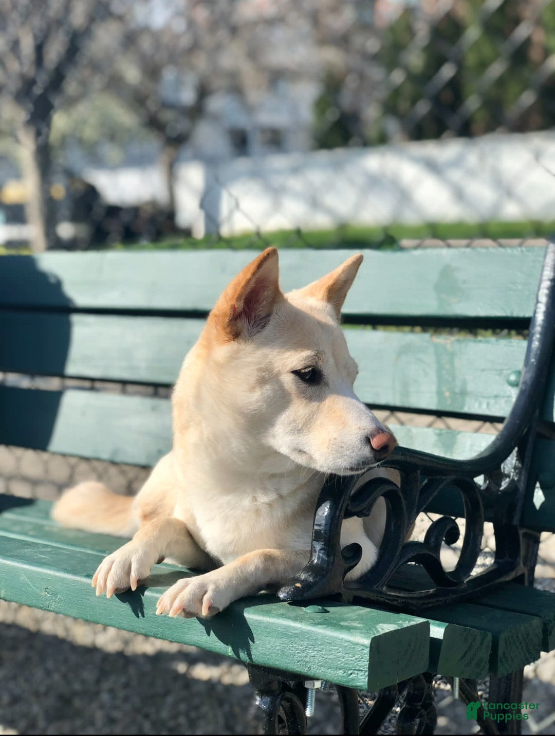 Shiba Inu dogs for sale: Juno - Image 9