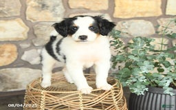Mini Bernedoodle dogs for sale: Girlie - Image 1
