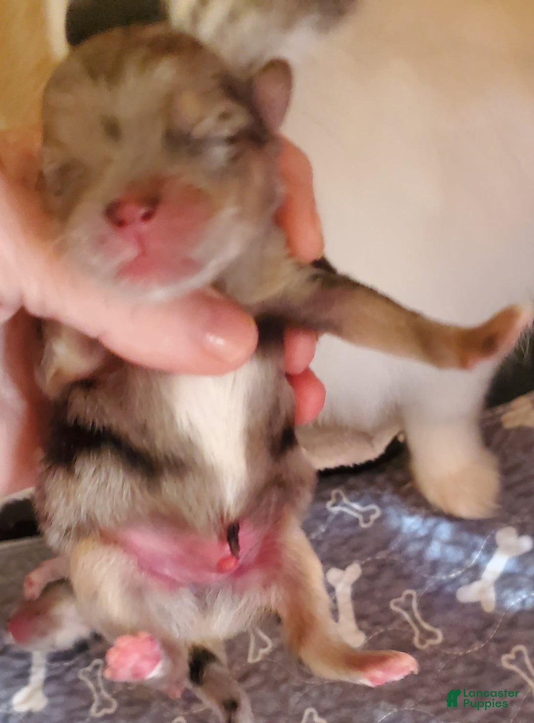 Pomeranian dogs for sale: Buzz - Image 2