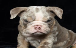 English Bulldog dogs for sale: Zeke - Image 2