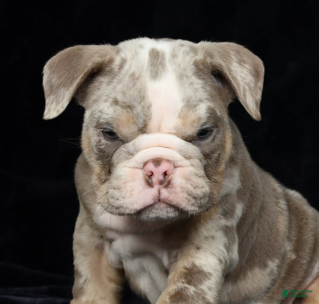 English Bulldog dogs for sale: Zeke - Image 2