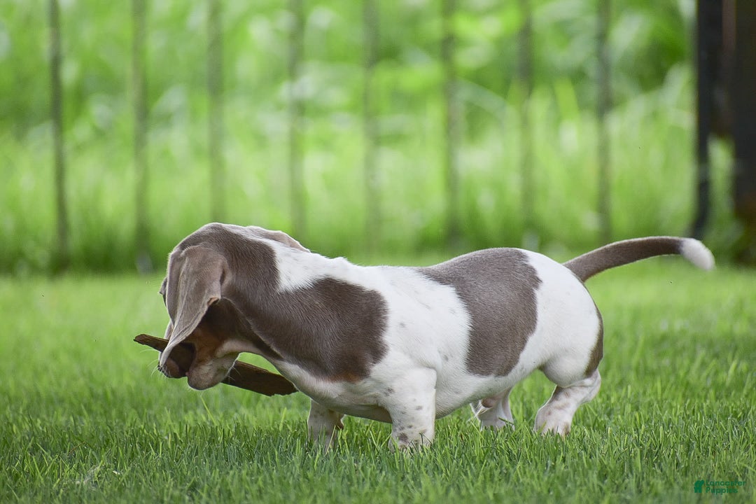 Dachshund dogs for sale: Jake - Image 3