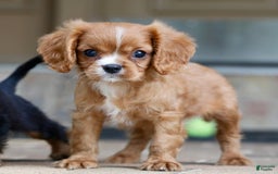 Cavalier King Charles Spaniel dogs for sale: Louie - Image 23