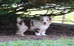 Miniature Australian Shepherd dogs for sale: Oakley - Image 8
