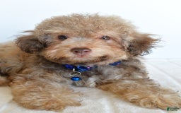 Bichpoo dogs for sale: Rex - Image 3