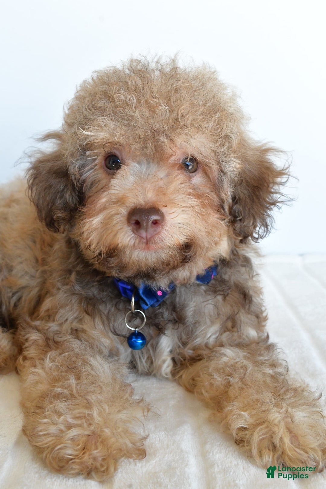 Bichpoo dogs for sale: Rex - Image 3