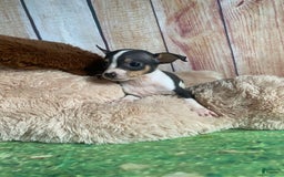 Toy Fox Terrier dogs for sale: Biggie - Image 8