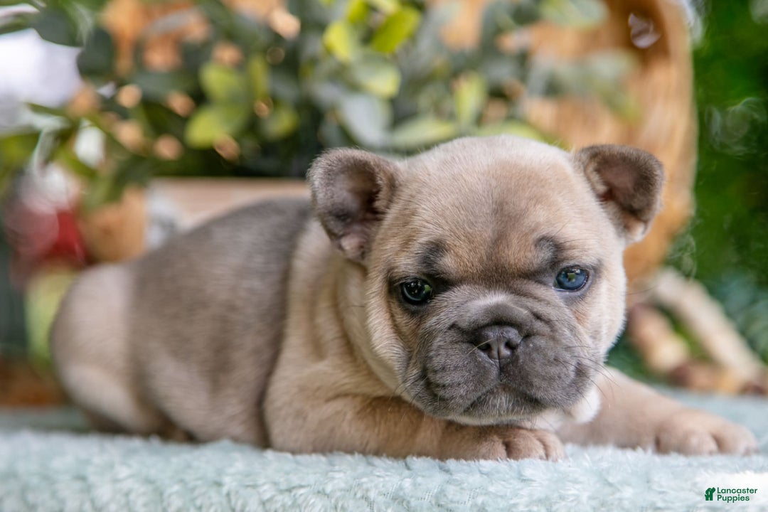 French Bulldog dogs for sale: Margo - Image 2