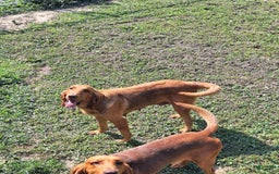 Bloodhound dogs for sale: Pink - Image 4