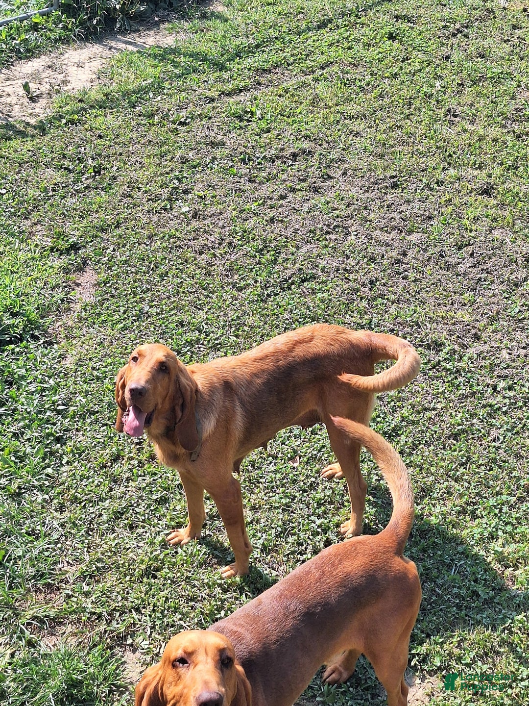 Bloodhound dogs for sale: Pink - Image 4