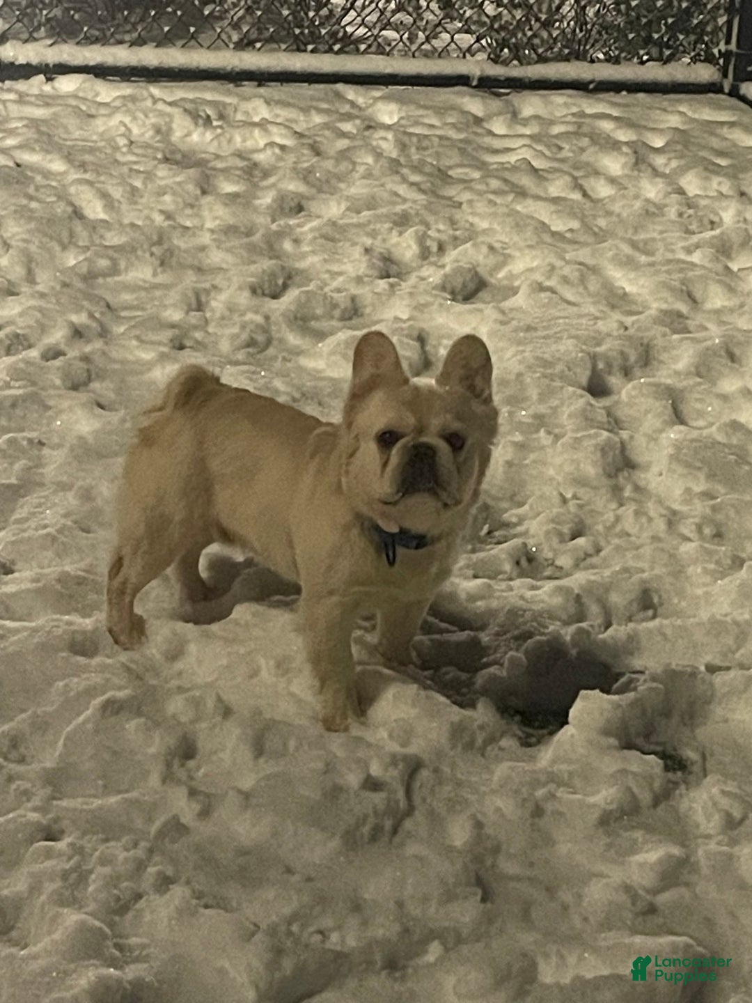 French Bulldog dogs for stud: Whiskey - Image 5