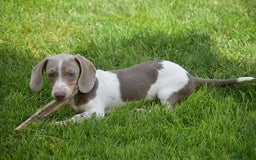 Dachshund dogs for sale: Jake - Image 4