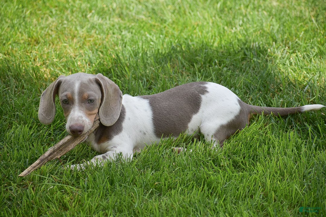 Dachshund dogs for sale: Jake - Image 4