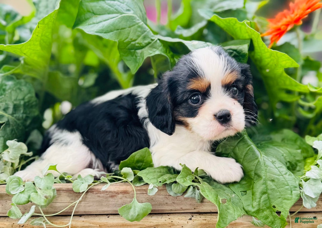 Cavalier King Charles Spaniel dogs for sale: Ryan - Image 6