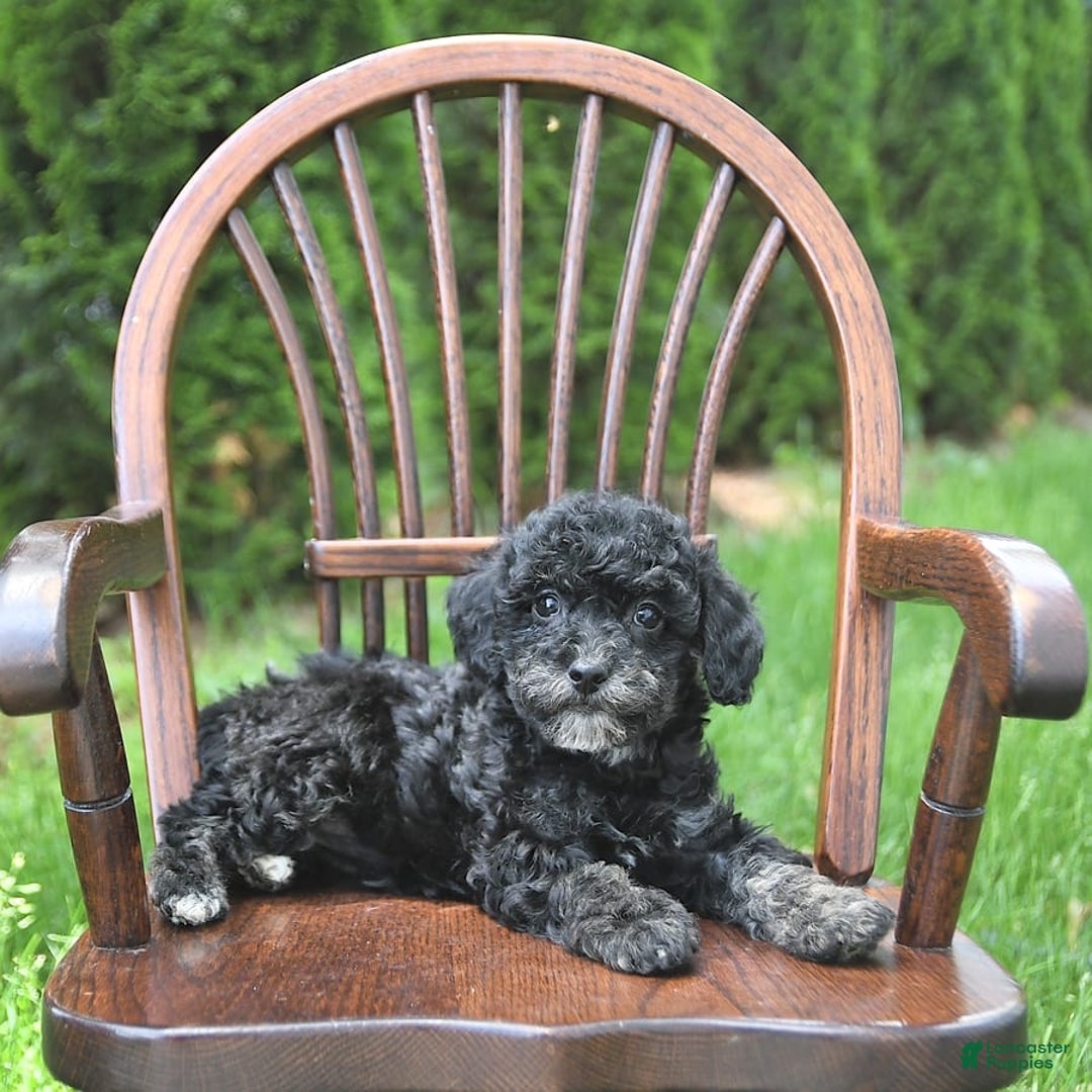 Miniature Poodle dogs for sale: Tessa Extra Small - Image 7