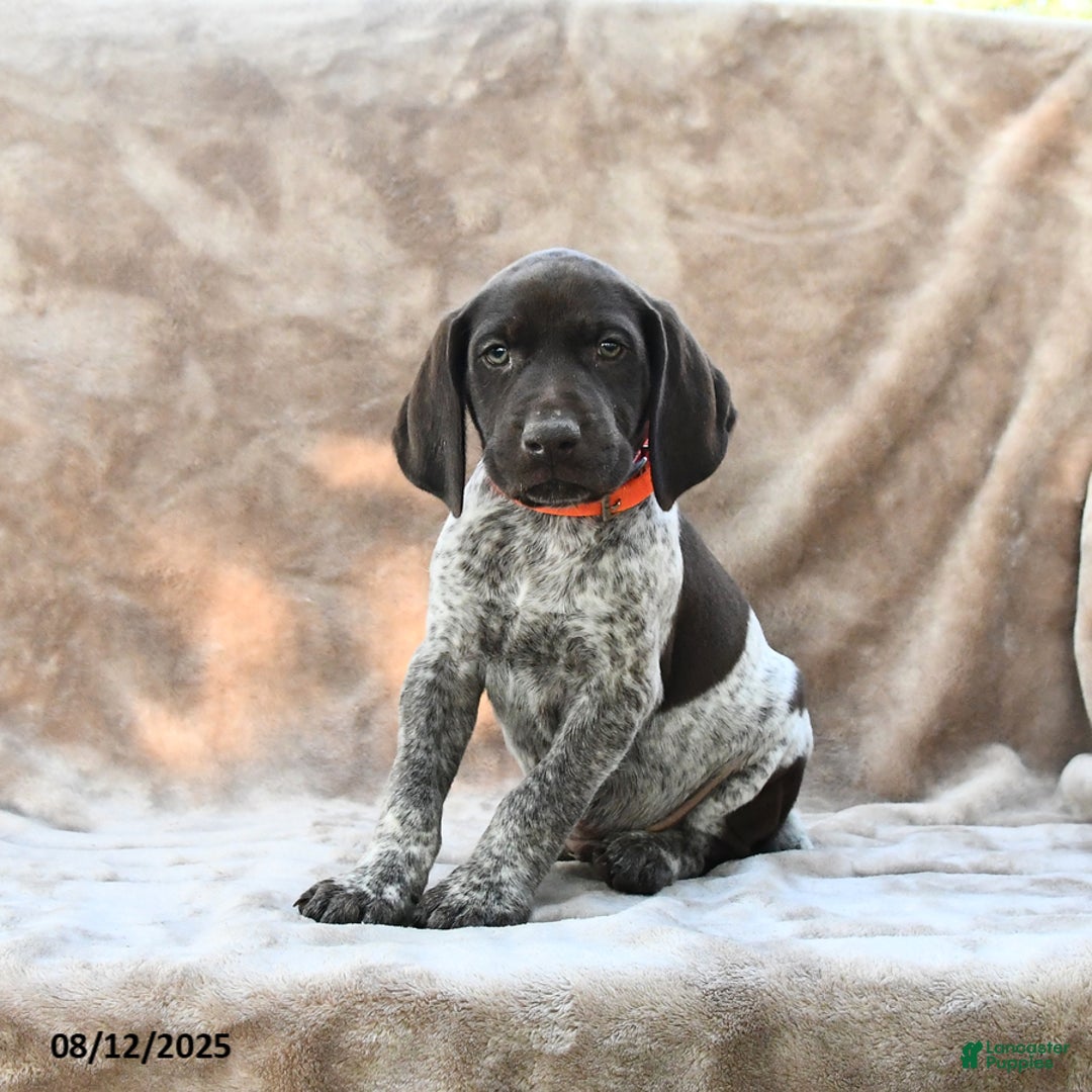 German Shorthaired Pointer dogs for sale: Richmond - Image 4