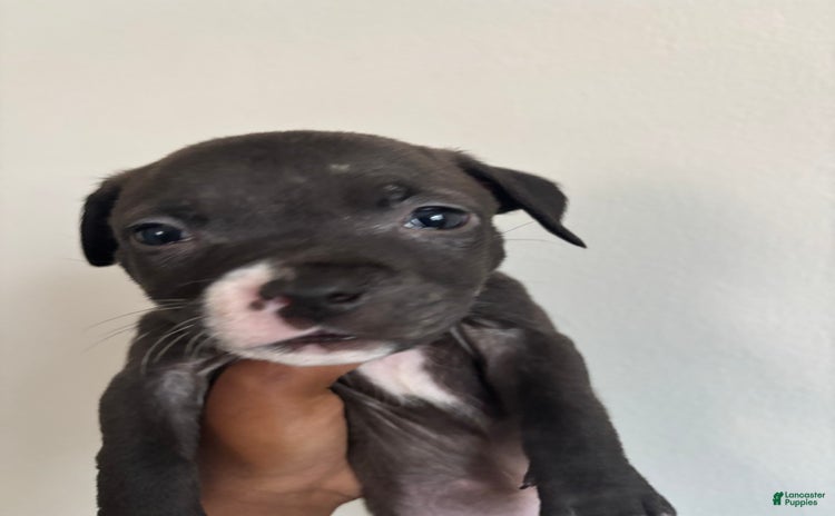 American Pit Bull Terrier dogs for sale - Ad 3