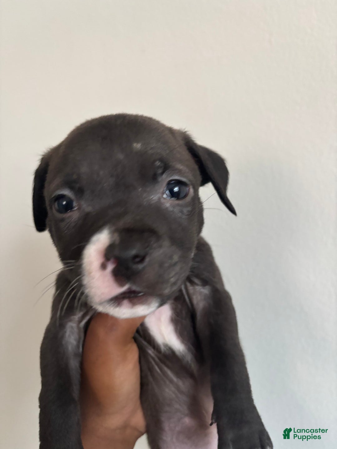 American Pit Bull Terrier dogs for sale: Yin - Image 1