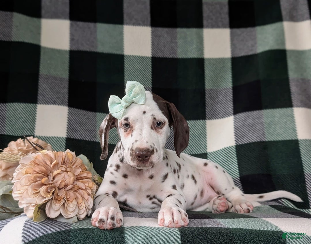 Dalmatian dogs for sale: Katherina Liver - Image 4