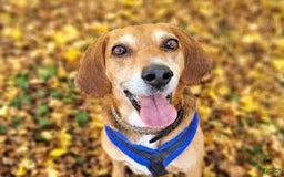 Mixed Breed dogs for sale: Mixed Breed Puppy 4 - Image 1