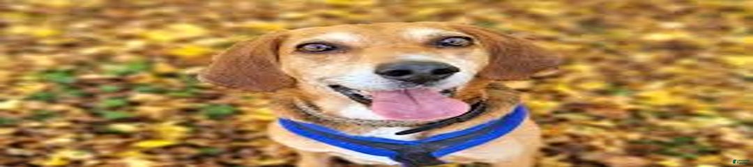 Mixed Breed Puppy 4
