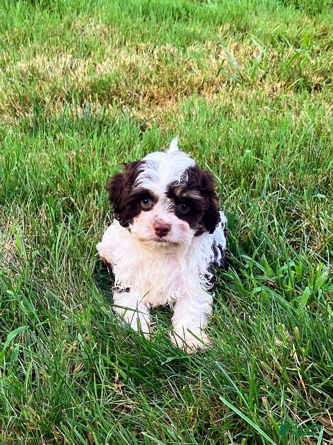 Cockapoo dogs for sale: Teddy - Image 11