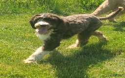 Portuguese Water Dog dogs for sale: Misty - Image 2
