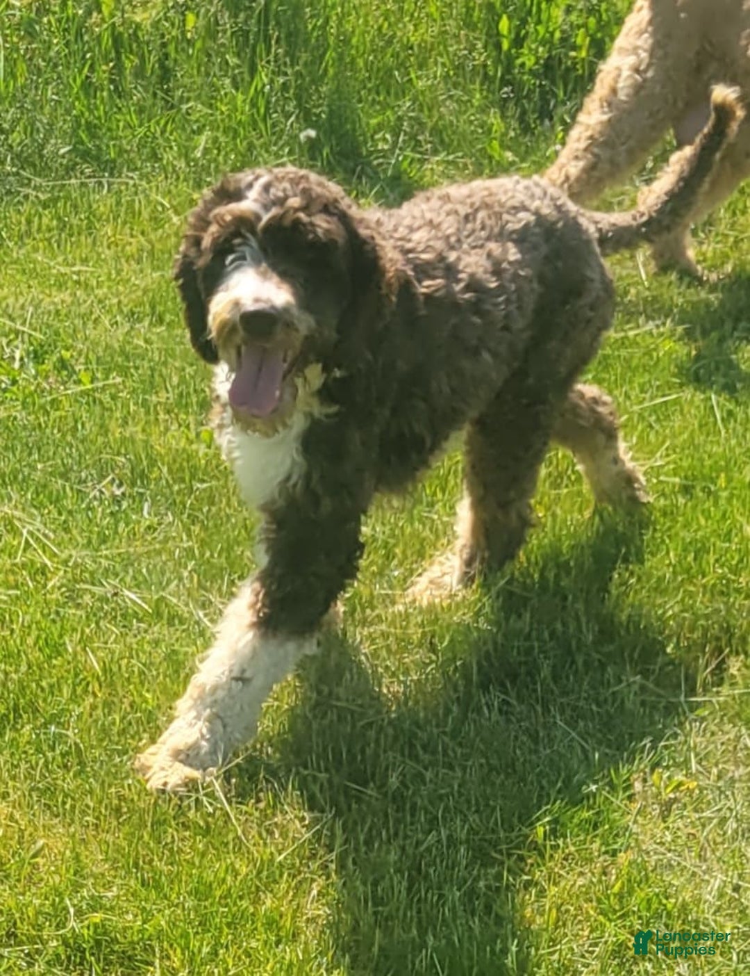 Portuguese Water Dog dogs for sale: Misty - Image 2