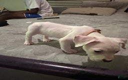 American Bully dogs for sale: Angel - Image 3