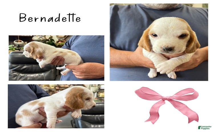 Basset Hound dogs - Advert 28