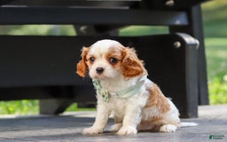 Cavalier King Charles Spaniel dogs for sale: Charlie - Image 5