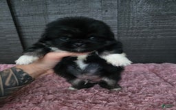 Pekingese dogs for sale: Voorhees - Image 5