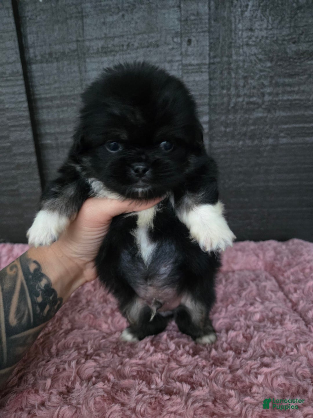 Pekingese dogs for sale: Voorhees - Image 5