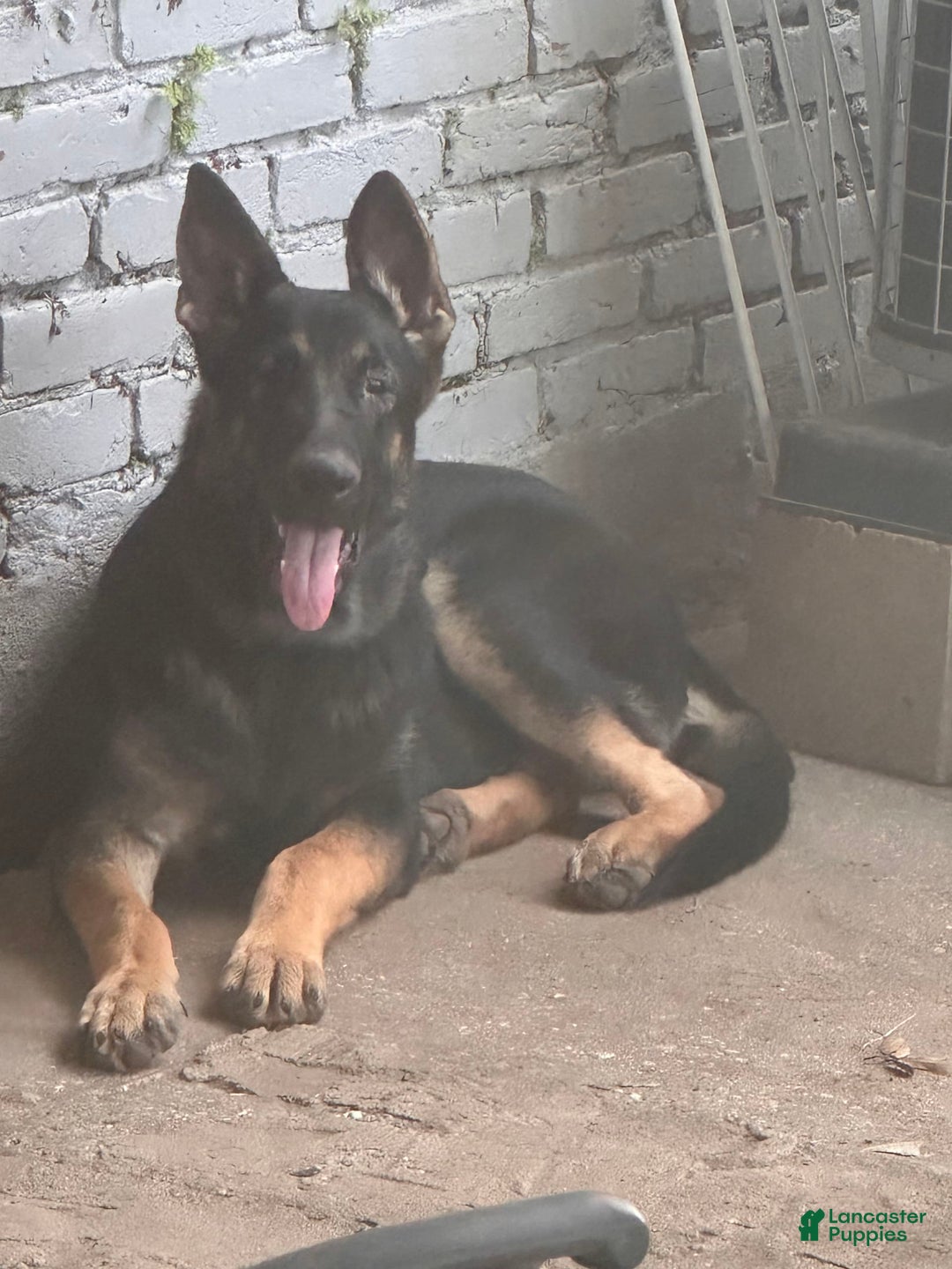 German Shepherd dogs for sale: N/a - Image 3