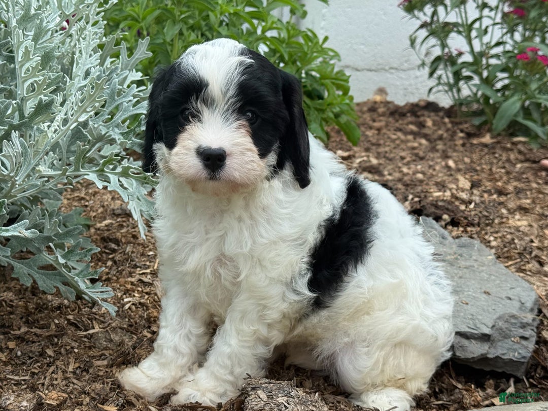 Cavapoo dogs for sale: Cole - Image 5