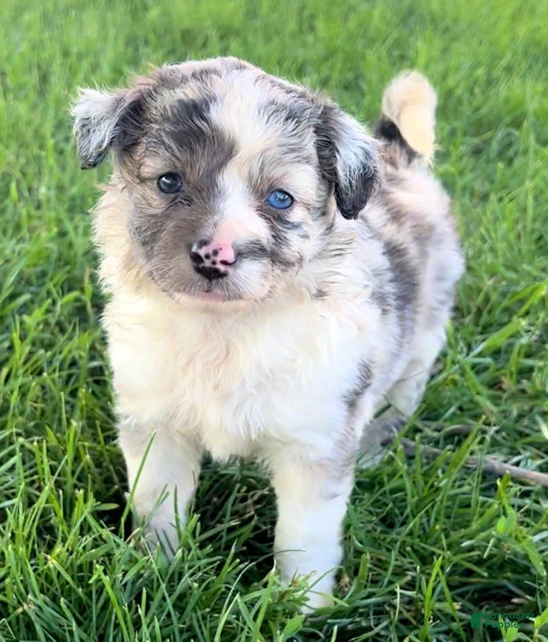 Mini Aussiedoodle dogs for sale: Talli - Listing for pets: Jasmine, Talli, Kya, Lani, Lucy, Bean, Baxter - Image 6