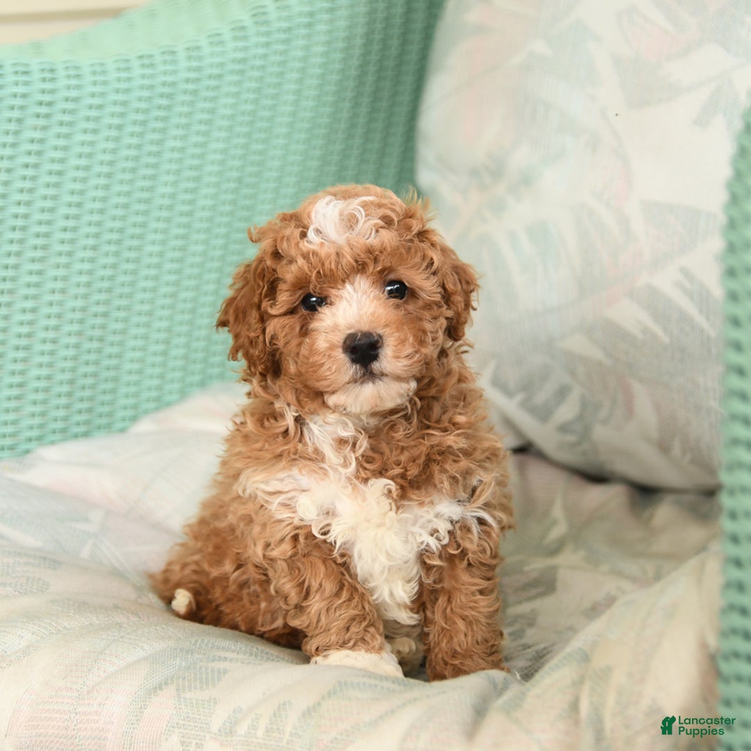 Maltipoo dogs for sale: Loyal - Image 9