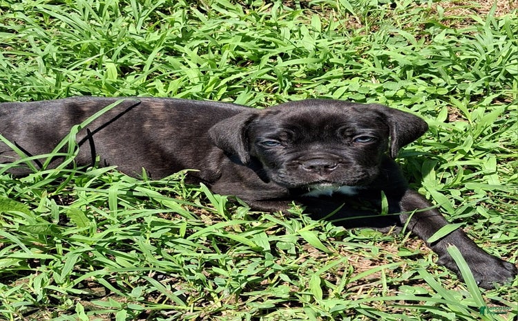 Cane Corso dogs - Advert 11