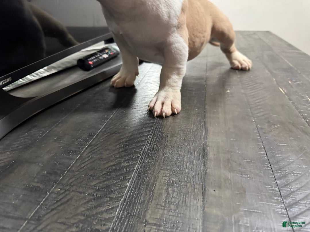 American Bully dogs for sale: Jack - Image 4