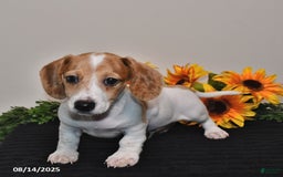 Miniature Dachshund dogs for sale: Wiggles - Image 1