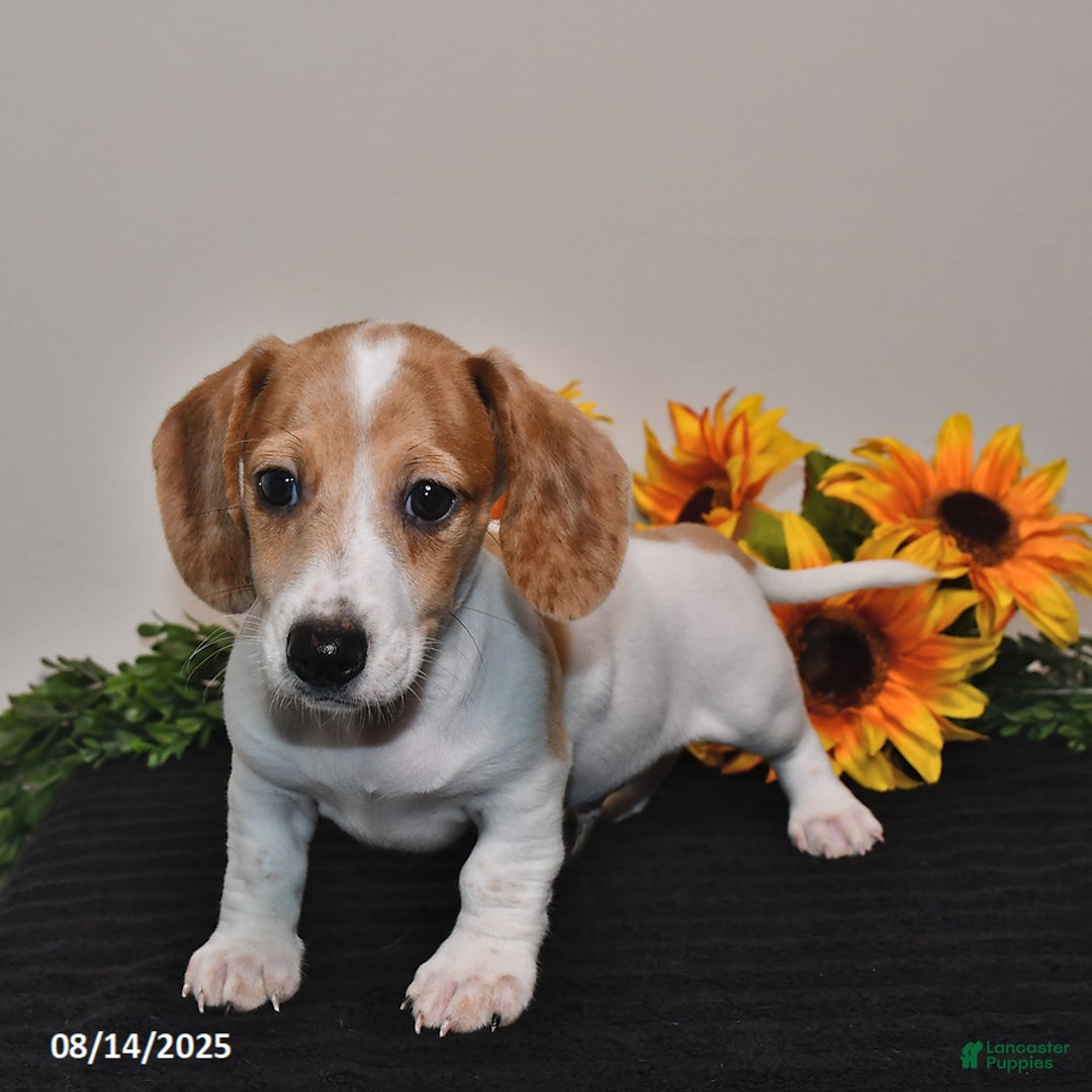 Miniature Dachshund dogs for sale: Wiggles - Image 1