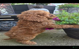 Cavapoo dogs for sale: Theo - Image 8