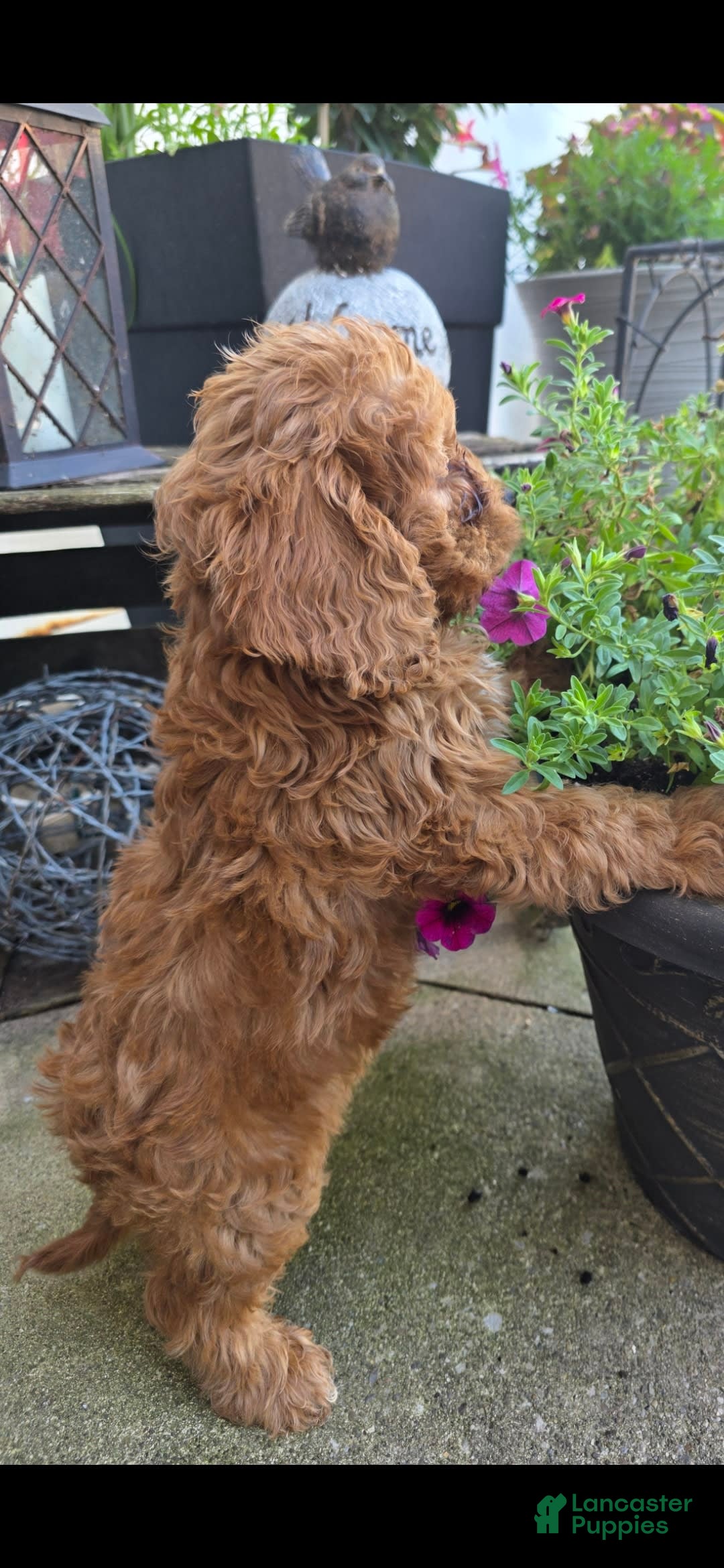 Cavapoo dogs for sale: Theo - Image 8