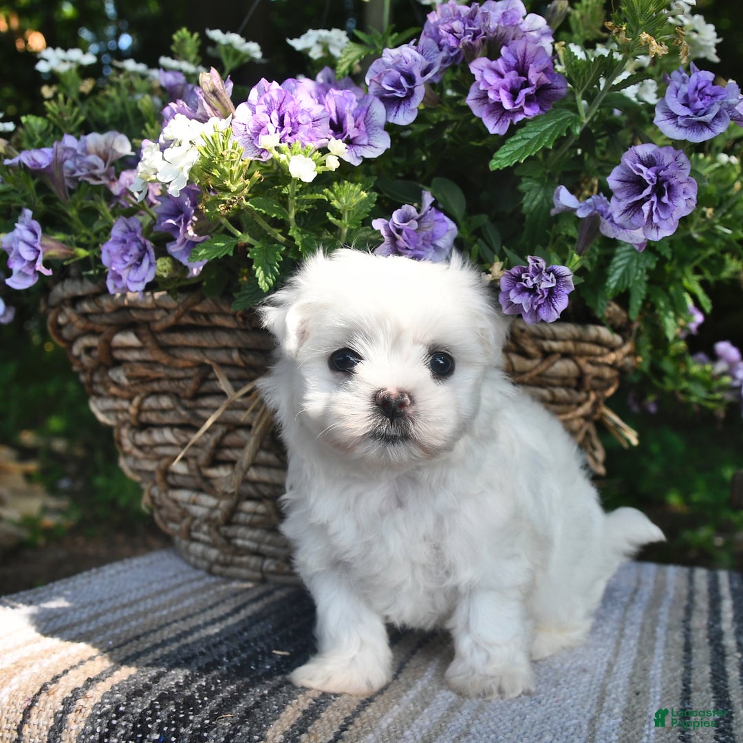 Maltese dogs for sale: Kyler - Image 4
