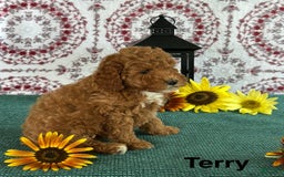 Toy Poodle dogs for sale: Terry - Image 2