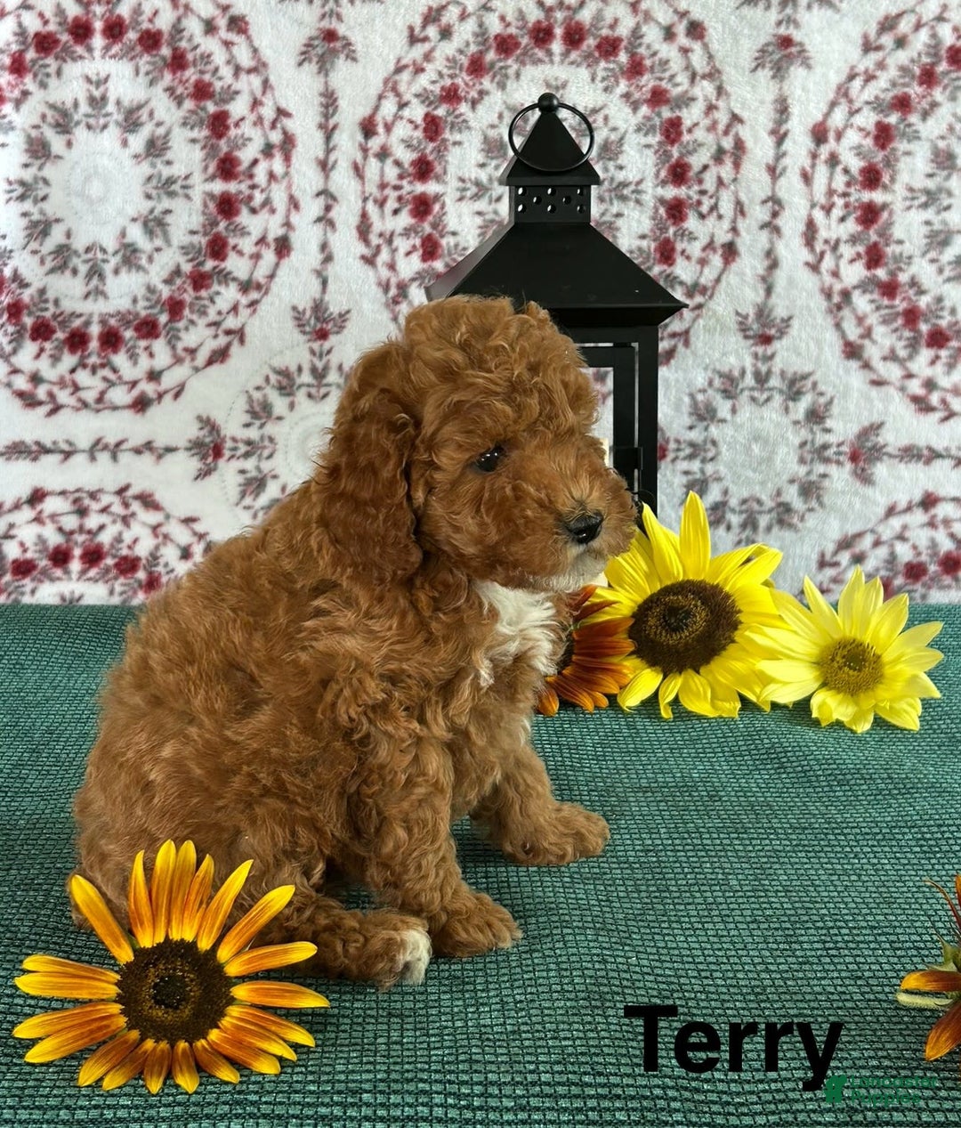 Toy Poodle dogs for sale: Terry - Image 2