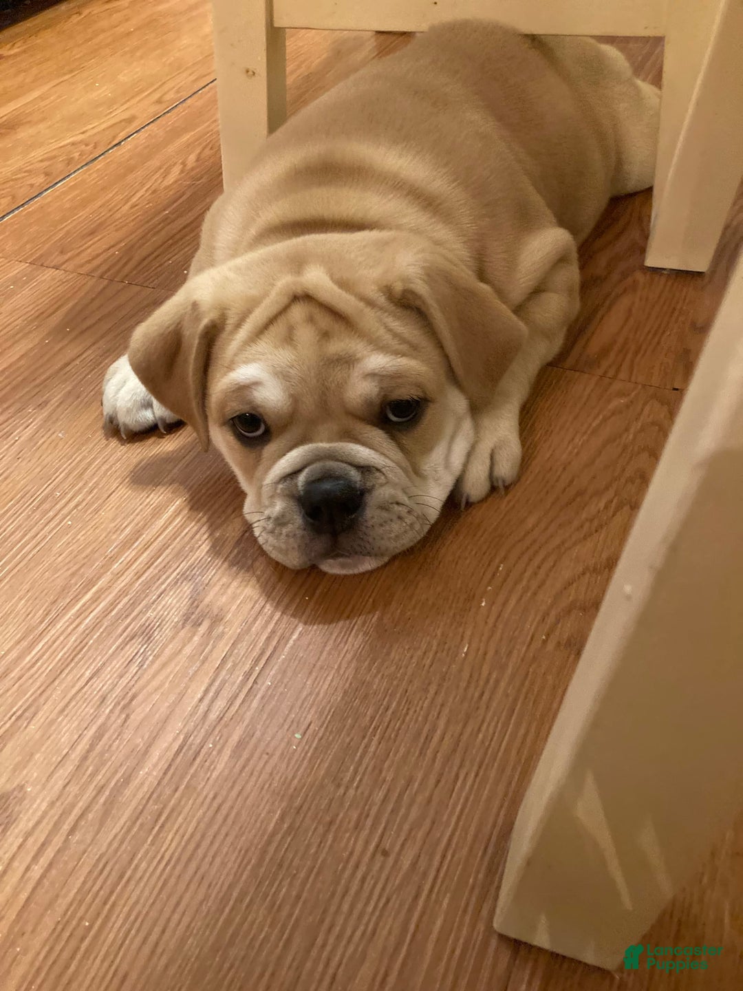 Shar Pei dogs for sale: The Librarian - Image 1