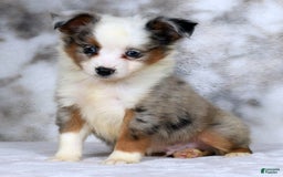  dogs for sale: Frisky - Image 8