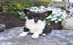 Welsh Corgi Pembroke dogs for sale: Inga - Image 2