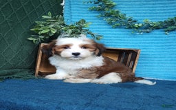 Havanese dogs for sale: Dolly - Image 8